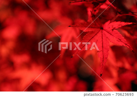 Shine of crimson autumn leaves 70623693