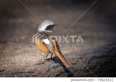 Adorable winter bird-jobitaki 70623811