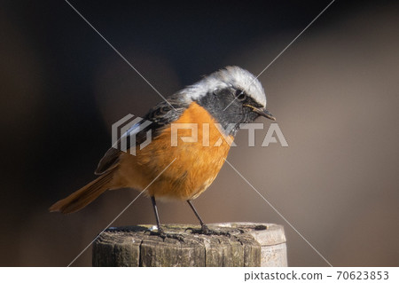 Adorable winter bird-jobitaki 70623853