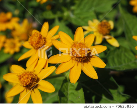 Melanpodium 70623930