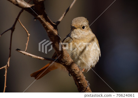Adorable winter bird-jobitaki Adorable winter bird-jobitaki 70624061