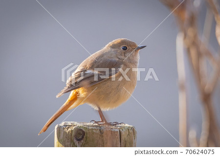 Adorable winter bird-jobitaki 70624075