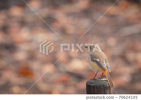 Adorable winter bird-jobitaki 70624105
