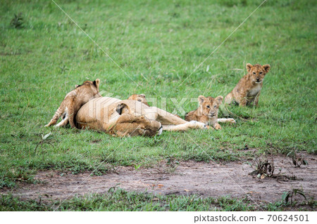 肯尼亞馬賽馬拉國家公園在六月，一隻小獅子在小睡的母獅子旁邊保持警惕 70624501
