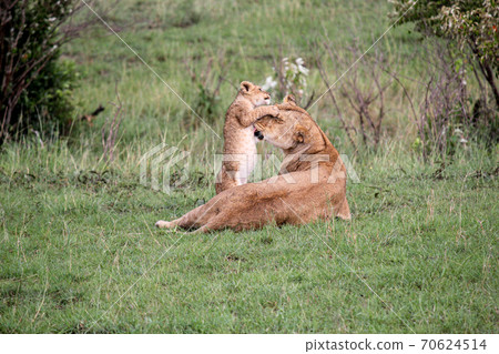 June Kenya Masai Mara National Park Grooming a Child Lion Mother Lion June Kenya Masai Mara National Park Grooming a Child Lion Mother Lion 70624514