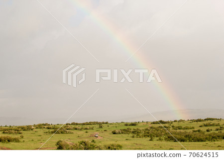 Rainbow over the savanna in Masai Mara National Park, Kenya in June 70624515