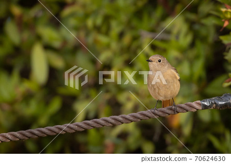 Adorable winter bird-jobitaki 70624630