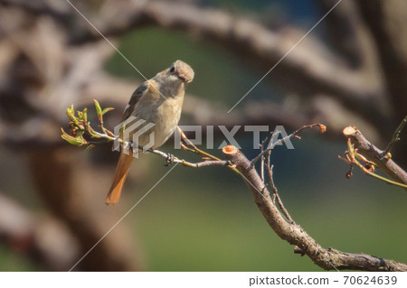Adorable winter bird-jobitaki 70624639
