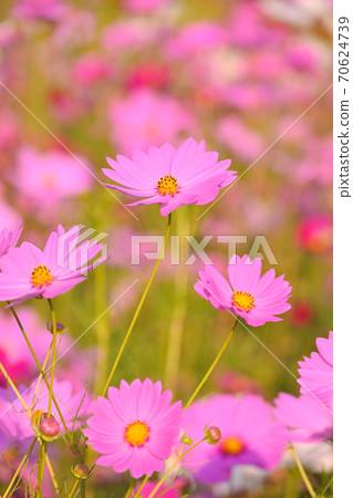 Cosmos · Fall cherry tree Cosmos · Fall cherry tree 70624739