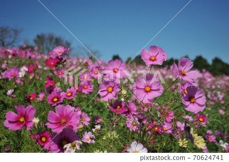 Cosmos of the plateau Cosmos of the plateau 70624741
