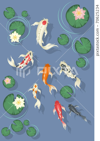 Koi fish swimming in pond with beautiful water lilies, flat vector illustration 70625234