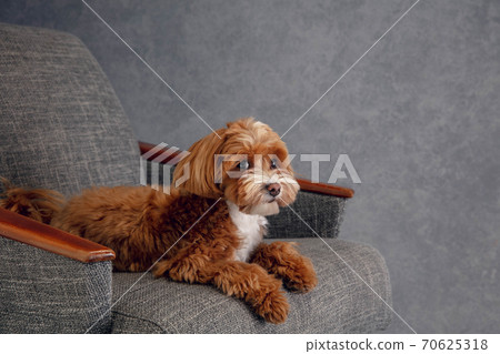 Studio shot of Maltipu dog isolated on grey studio background Studio shot of Maltipu dog isolated on grey studio background 70625318