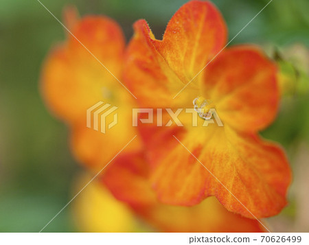 橙色橘子果醬花 橙色橘子果醬花 70626499