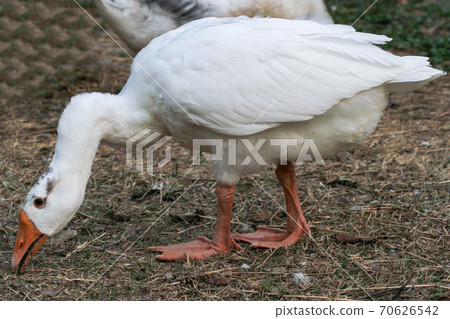 Duck eating grass on ground in garden 70626542