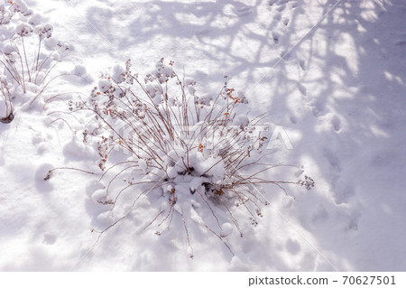 Natural winter background. Winter landscape of field with dried grass bush and trendy openwork shadows. Beautiful christmas or New Year background. Cold winter season. Top view. Selective focus. 70627501
