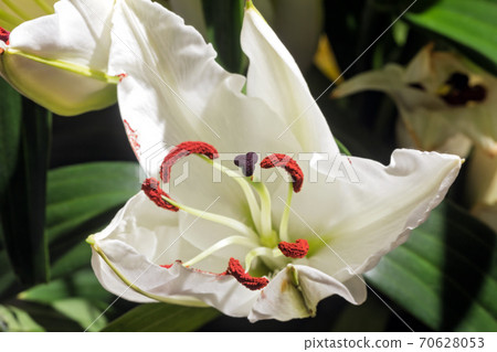Blooming white garden pretty lily Blooming white garden pretty lily 70628053