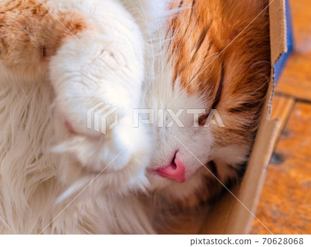 Red cat sleeps in box large Red cat sleeps in box large 70628068