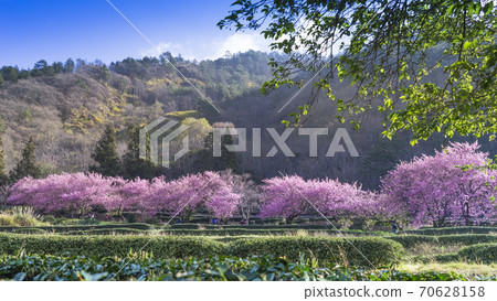 武陵農場浪漫櫻花季 70628158