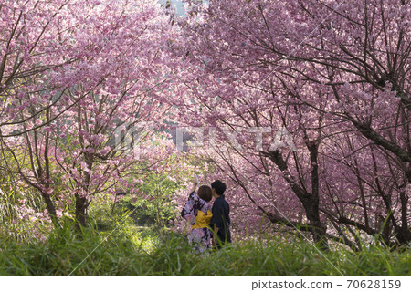 武陵農場浪漫櫻花季 70628159