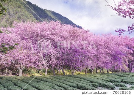 武陵農場浪漫櫻花季 武陵農場浪漫櫻花季 70628166