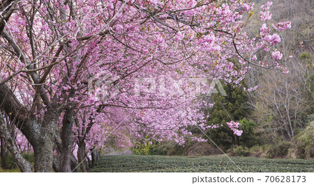 武陵農場浪漫櫻花季 武陵農場浪漫櫻花季 70628173