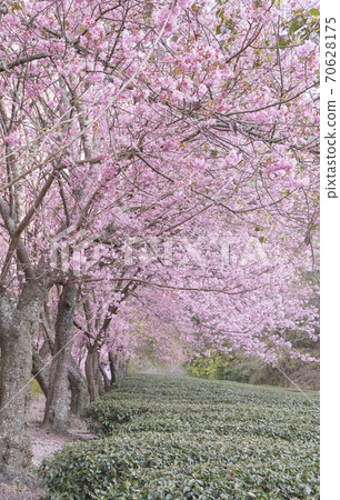 武陵農場浪漫櫻花季 70628175