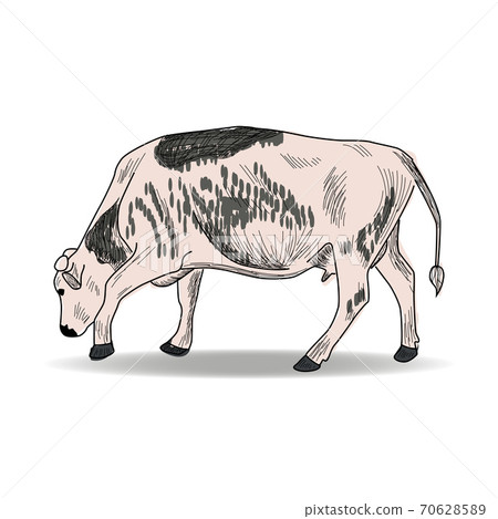 Cow, Hand drawn in a graphic style. Vintage engraving illustration for poster, web Cow, Hand drawn in a graphic style. Vintage engraving illustration for poster, web 70628589