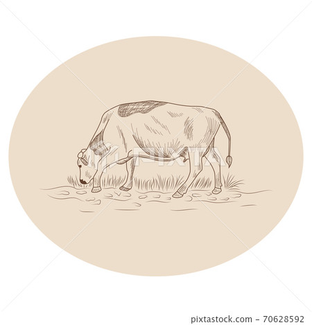 Cow, Hand drawn in a graphic style. Vintage engraving illustration for poster, web 70628592