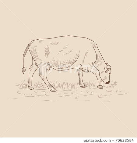 Cow, Hand drawn in a graphic style. Vintage engraving illustration for poster, web 70628594