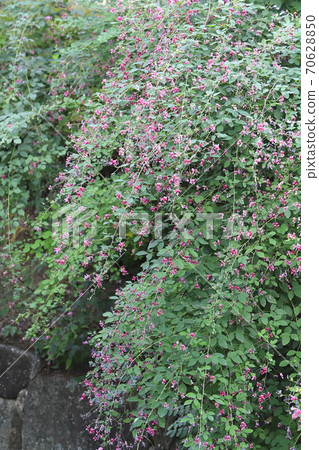 gi花開在水邊 70628850