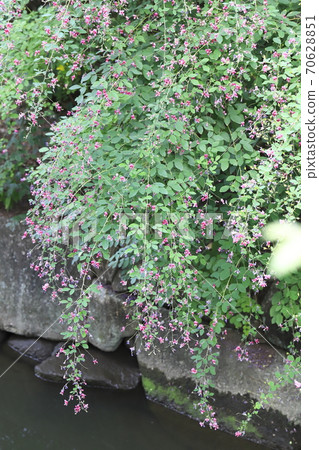 gi花開在水邊 70628851