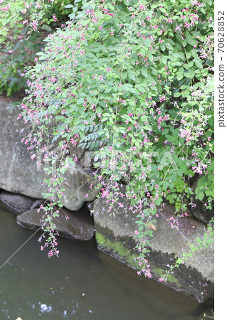 Hagi flowers blooming on the waterside 70628852