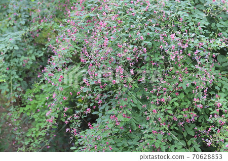 Hagi flowers blooming on the waterside 70628853