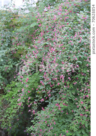 Hagi flowers blooming on the waterside 70628854