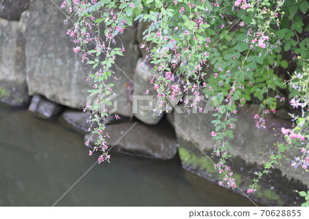 gi花開在水邊 gi花開在水邊 70628855