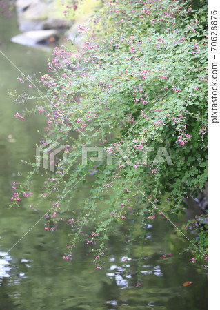gi花開在水邊 gi花開在水邊 70628876