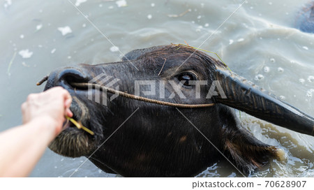 feeding grass to water buffalo on pond, Suphanburi feeding grass to water buffalo on pond, Suphanburi 70628907