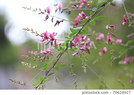 Hagi flower close-up 70628927