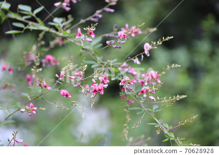 gi之花特寫 70628928