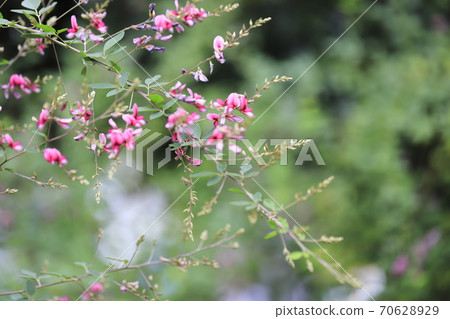 gi之花特寫 gi之花特寫 70628929