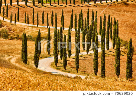 Cypress trees valley Orcia Tuscany landscape Italy landmark 70629020