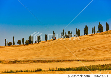 Cypress trees hill valley Orcia Tuscany landscape Italy landmark 70629021