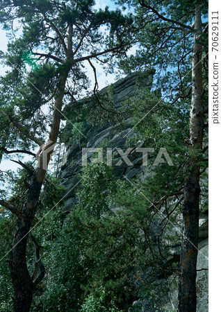 Rock wall in pine forest. Sunny summer day Rock wall in pine forest. Sunny summer day 70629111