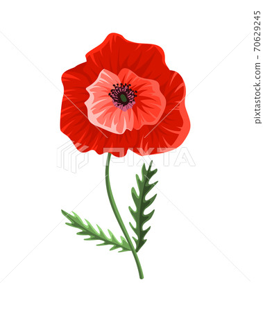 poppy and blossom