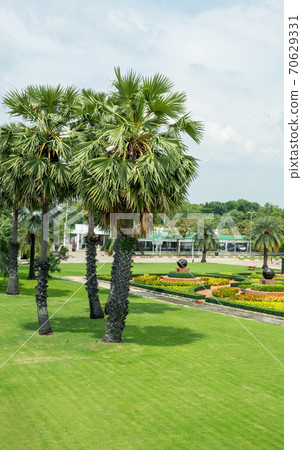 Palm tree or Borassus flabellifer in thailand 70629331