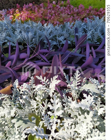 A group of tradescantia and cineraria, a bright summer bloom in the Kiev park. Postcard 70629355