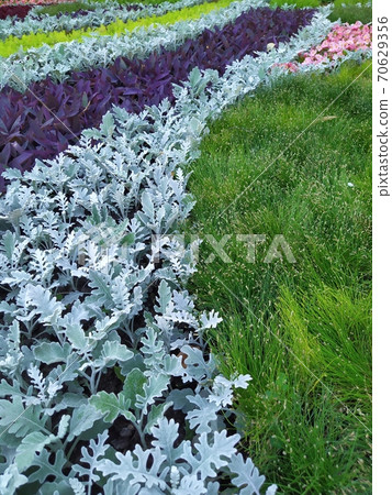 A group of tradescantia and cineraria, a bright summer bloom in the Kiev park. Postcard 70629356