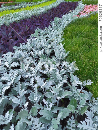 A group of tradescantia and cineraria, a bright summer bloom in the Kiev park. Postcard A group of tradescantia and cineraria, a bright summer bloom in the Kiev park. Postcard 70629357