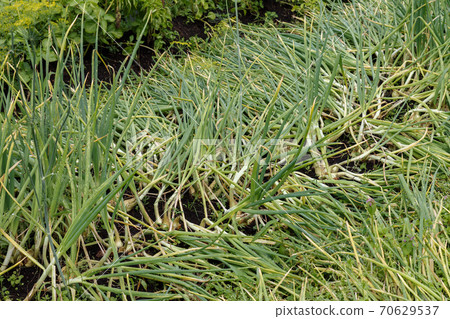 Green onions in the garden bed. 70629537