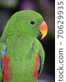 Close Up on Eclectus Parrot 70629935